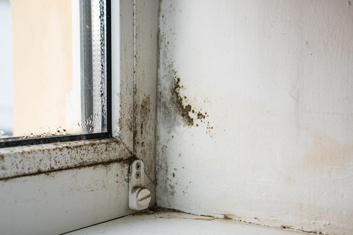 How Property Insurance Adjusters can Assist With Mold Damage